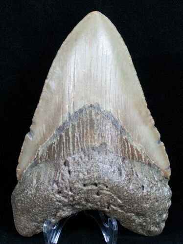 Megalodon Tooth - North Carolina #11032